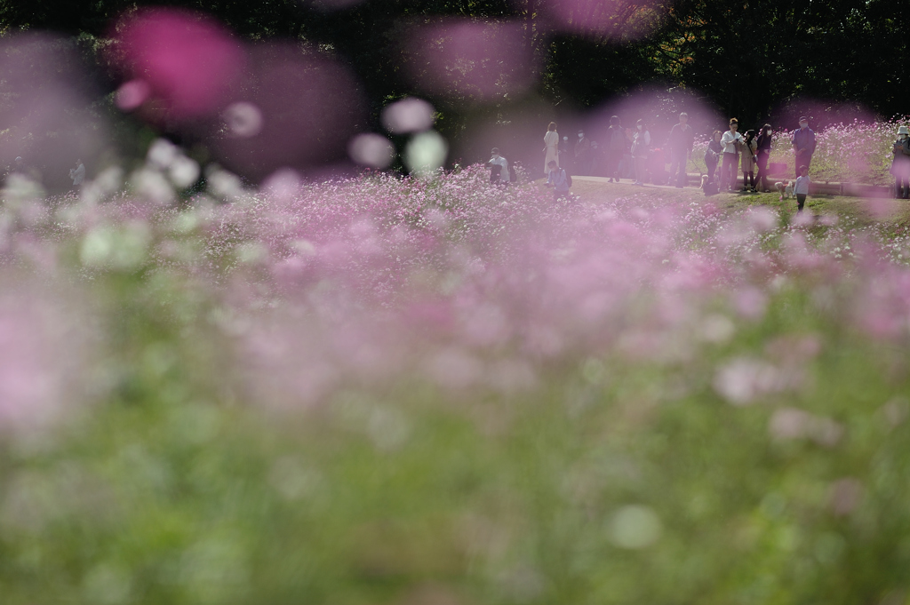 autumn for tokyoites 2020