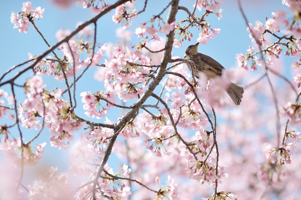 spring for tokyoites 2020