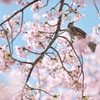 spring for tokyoites 2020