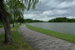 夏の水元公園