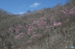 一足お先に花が咲く