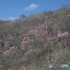一足お先に花が咲く