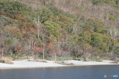 眞白な砂浜と白樺林