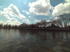 釣り人少なし桜土手　水元公園