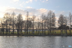 ２月　舎人公園　午後５時