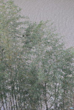 手賀沼にて①