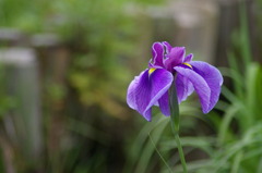 水面よりいずる花菖蒲