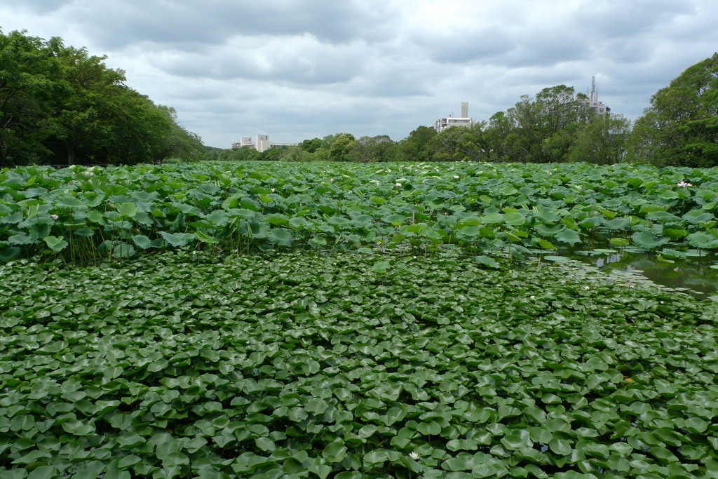 夏の水元公園