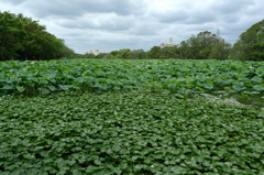 夏の水元公園