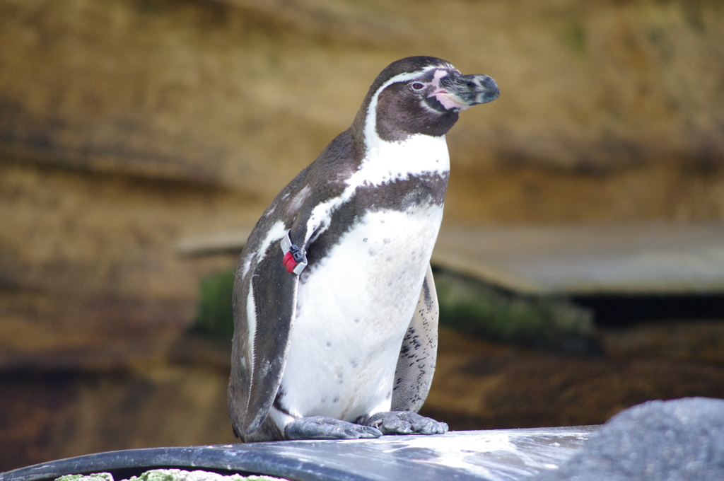 ペンギンちゃま