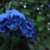 見上げると蒼い花
