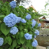 紫陽花と神社