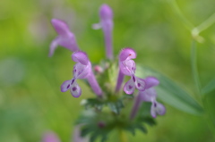 ハート型の花びら