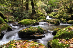 清水瀑園　渓流