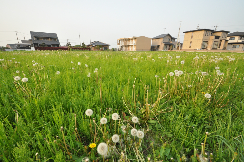 綿毛広場