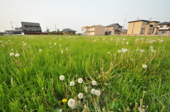 綿毛広場