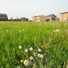 綿毛広場