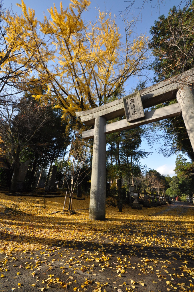 黄色の絨毯