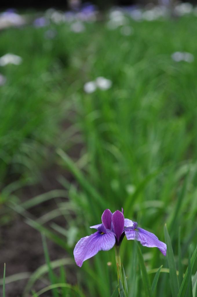 花菖蒲
