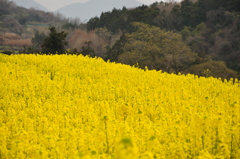 黄色の丘