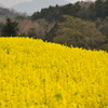 黄色の丘
