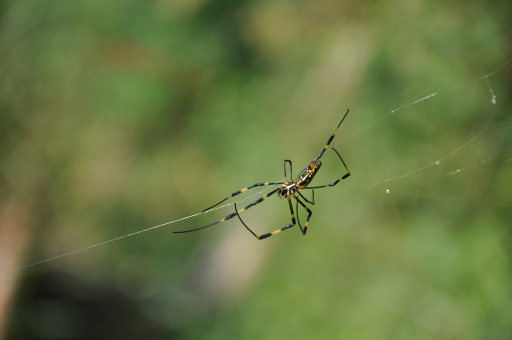spider