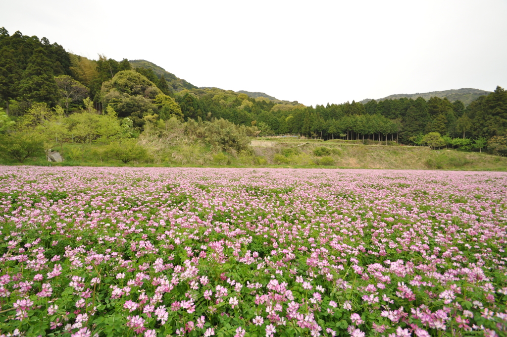 花の絨毯