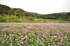 花の絨毯