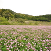 花の絨毯