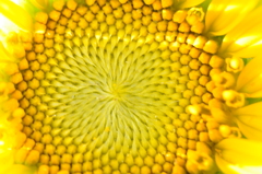 開花目前