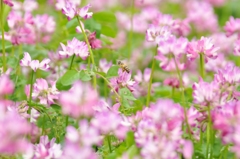蜜集め