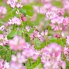 蜜集め