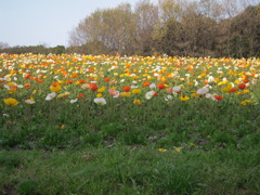 万博公園