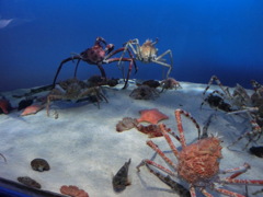 鳥羽水族館