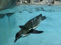鳥羽水族館