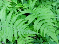 green#2