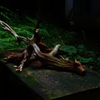 A natural art
