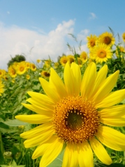sunflower#1