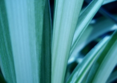 green#1