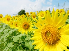 sunflower#2