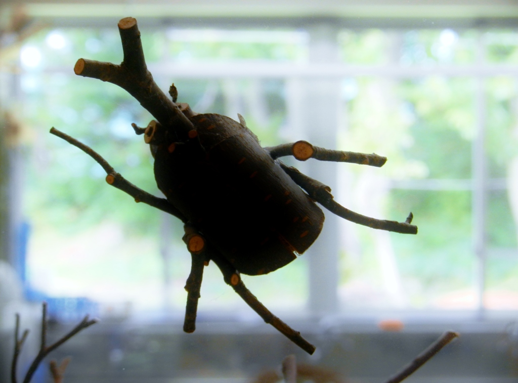 カブトムシ