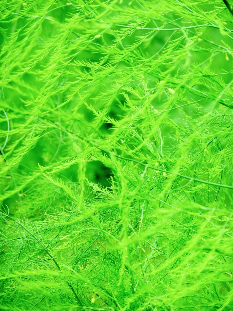 asparagus