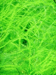 asparagus