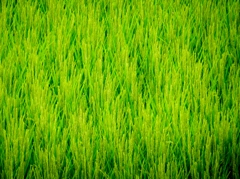 the rice field