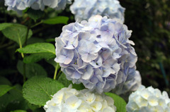 Hydrangea