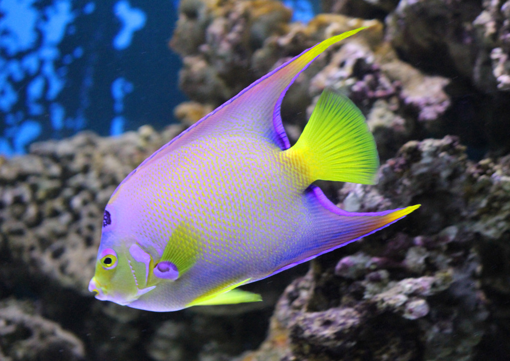 Townsend Angelfish