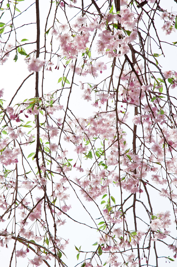 桜模様