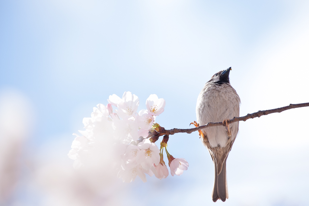 桜と雀