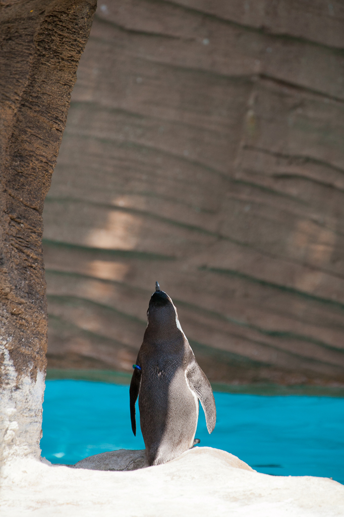 動物園のぺんぎん
