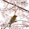 春のさえずり